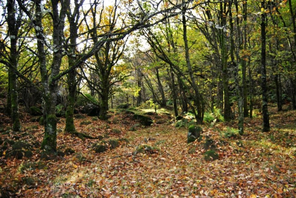 Åssiden i analyseområdet sett fra lokal topp i nord-vest, med Hausvikheia bakenfor. Foto: Ragnhild Tamburstuen/Marvin Birkeland Skogsområde ned mot Ramsjordvann sett fra lokal topp i nord-vest.