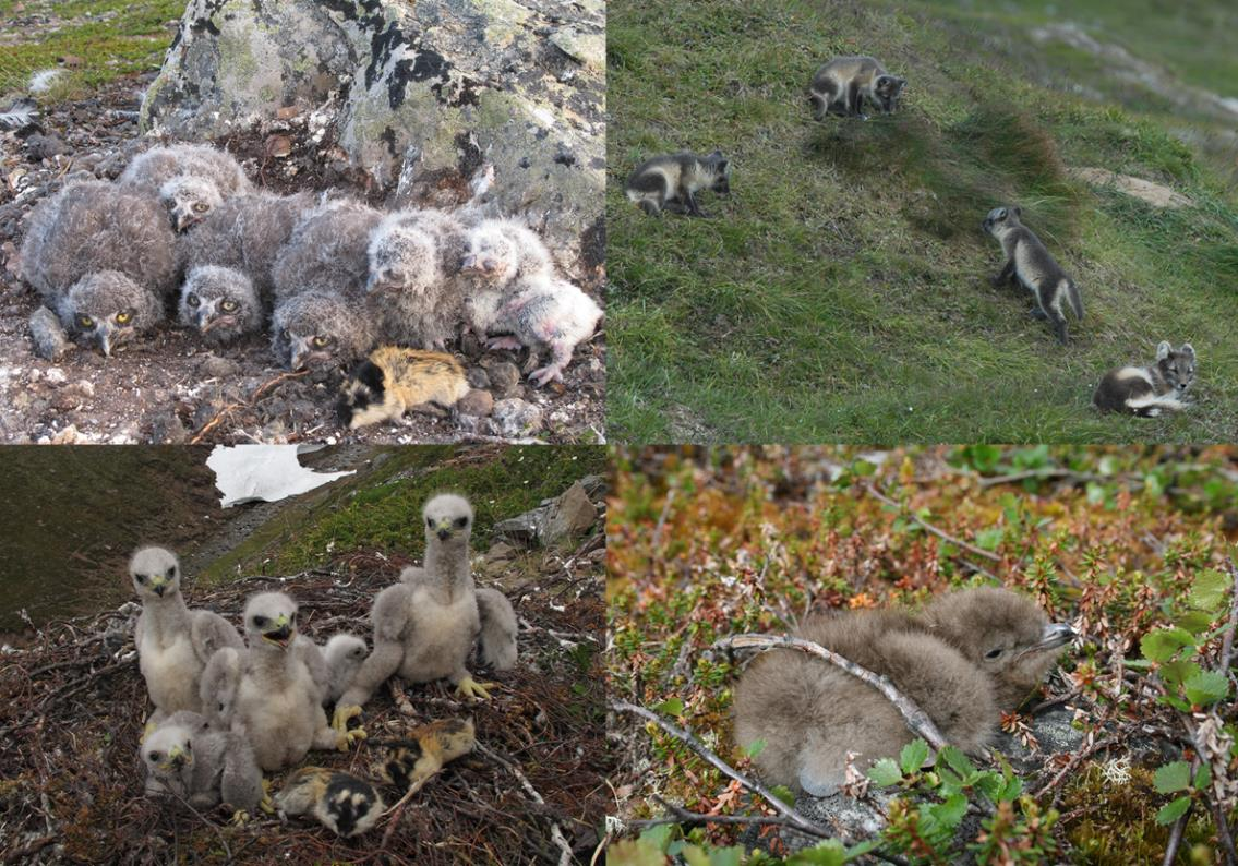 2.2 Predatorsamfunnet: Numerisk respons til smågnagerdynamikken Den lavarktiske tundraen i Øst-Finnmark huser et relativt artsrikt samfunn av predatorer som er avhengig av smågnagere for å