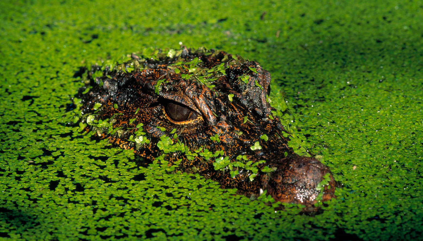 *... andre ville analysert all tilgjengelig kunnskap og kommet til den konklusjon at det er egg fra en afrikansk dvergkrokodille. Krokodiller, Crocodylia, krypdyrorden.