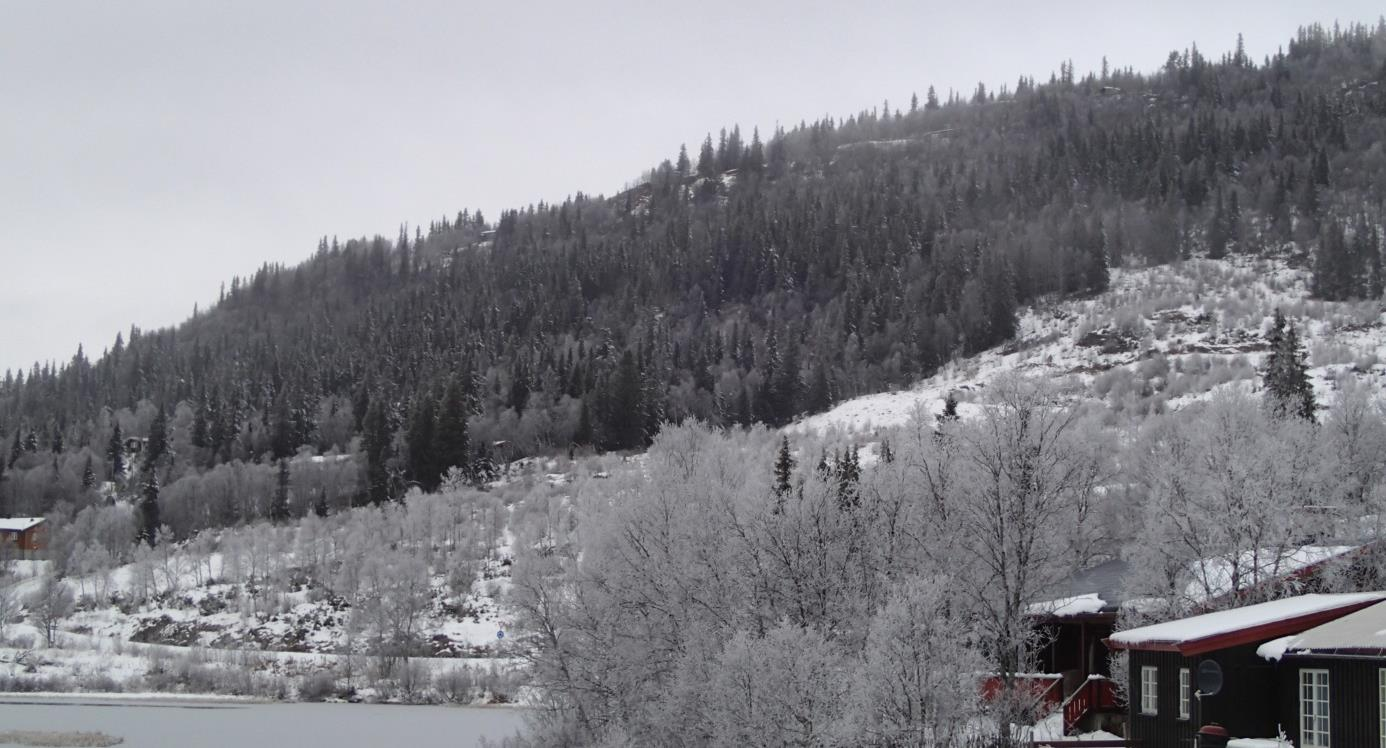 Snøskred Ålfjell 12 Terrenget i det vurderte området vender mot sørvest. Ovenfor kote 970 er terrenget relativt slakt, med helning generelt under 30 (Figur 2). Området er bevokst med bjørk.