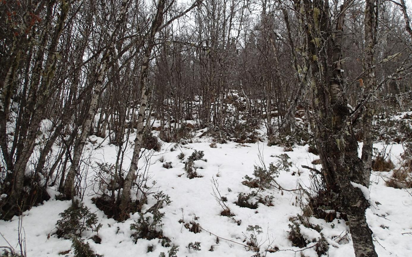 Snøskred Ålfjell 13 Figur 4 Fra den øvre delen av skrenten mellom kote 950 og kote 900. Helningen på terrenget i bildet er omtrent 35. Berggrunnen i området består av fyllitt.