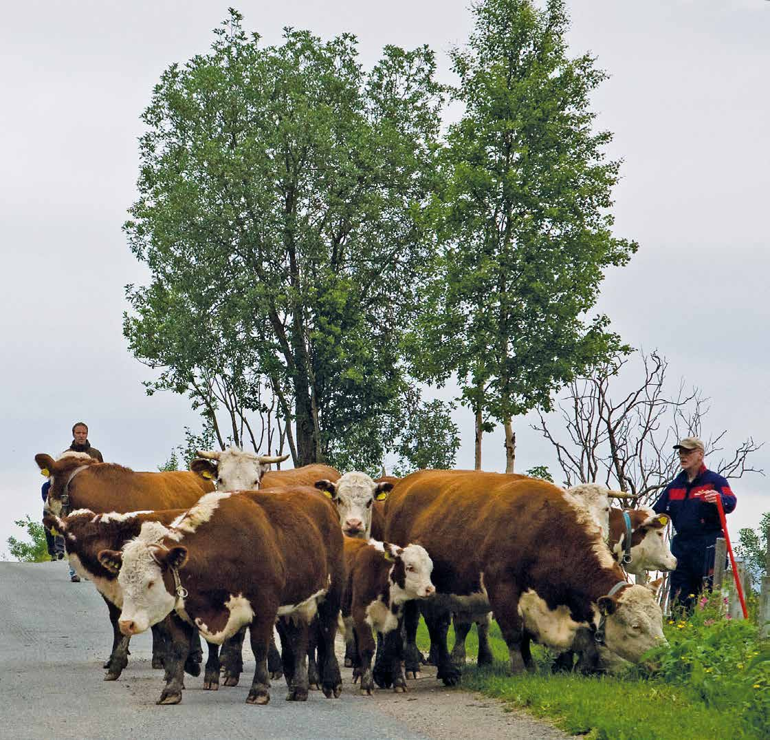 SLAKTERIER TILKNYTTET STORFEKJØTTKONTROLLEN FRITTSTÅENDE SLAKTERIER Fatland Jæren AS 4311 Hommersåk 51 68 21 Fatland Oslo AS 181 Oslo 23 17 63 5 Fatland Ølen AS 5583 Ølen 53 77 55 Furuseth AS 272 Dal