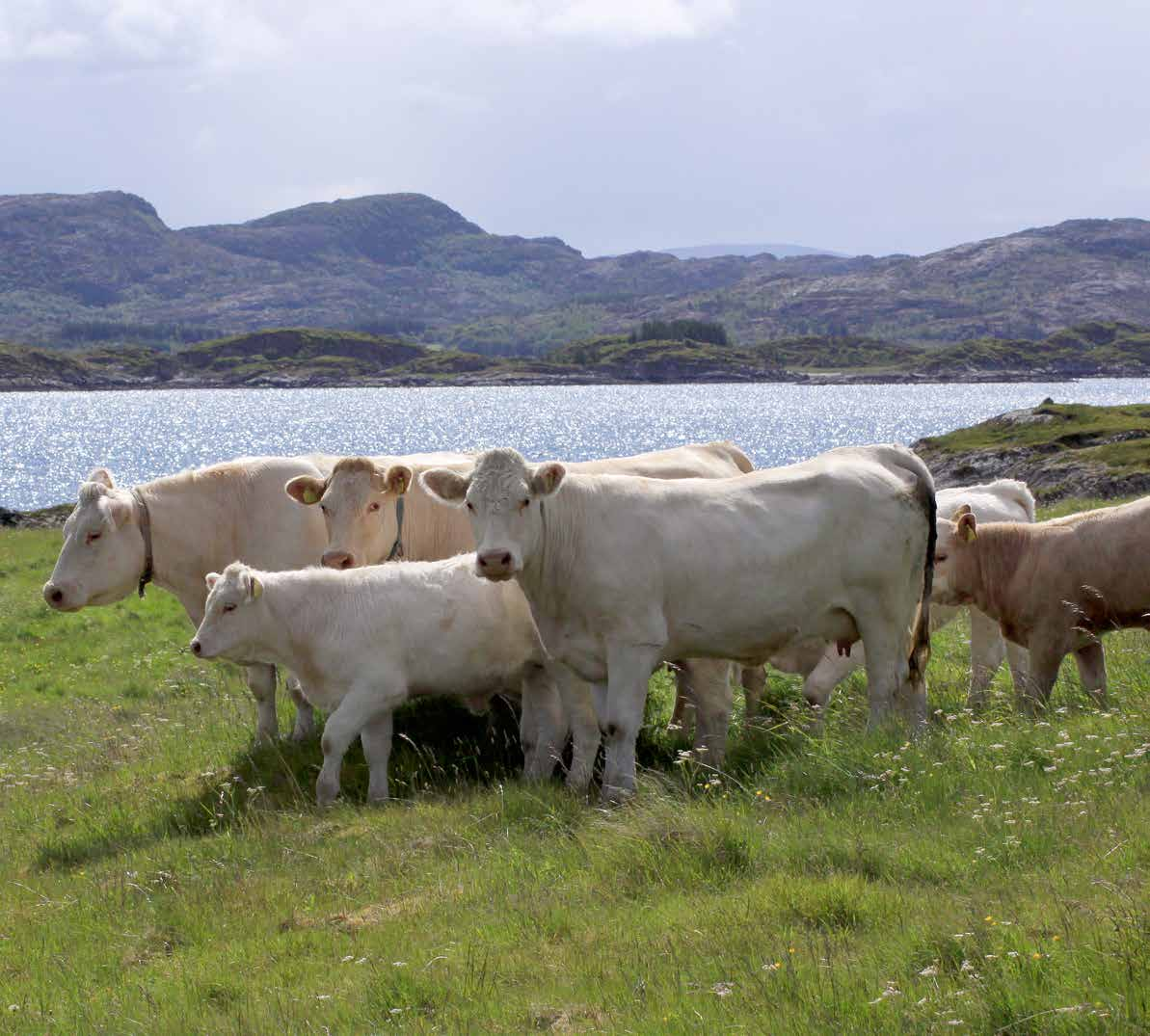 BEGREP OG DEFINISJONER AMMEKU Ku som går med en eller flere kalver til kalven(e) avvennes. MORDYR Hunndyr som er registrert med minimum én kalving innen 31.