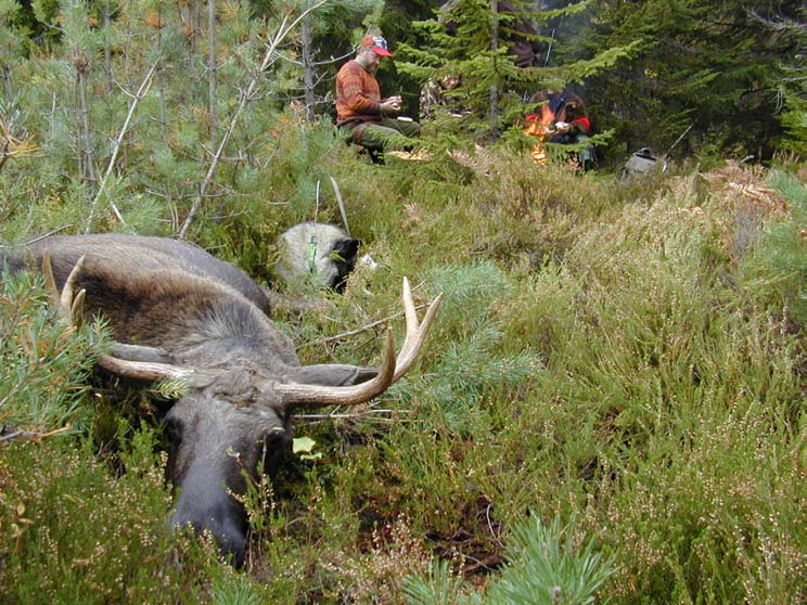 Elgforvaltningen i Telemark 2003 - avskyting -