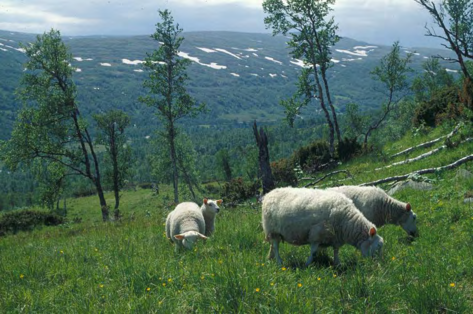 Fig. 1a Ulike arter av husdyr på beite i norsk utmark.