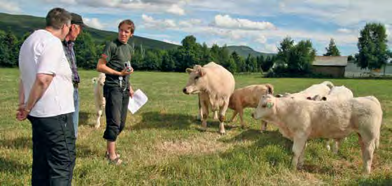 1 Prosent av antall fødte kalver. 2 Kalver som registreres som krepert før de øremerkes eller meldes ut som Sjøldau, Mistet eller Nødslakt, før de er 18 dager gamle.