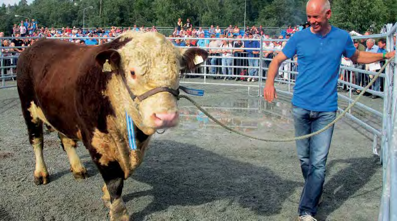 Figur 14: Gjennomsnittlig slaktevekt Ung okse 29-211 Slaktevekt, kg 35 3 25 2 15 1 5 29 21 211 Limousin Simmental NRF Krysn, -ekstensiv Krysn.