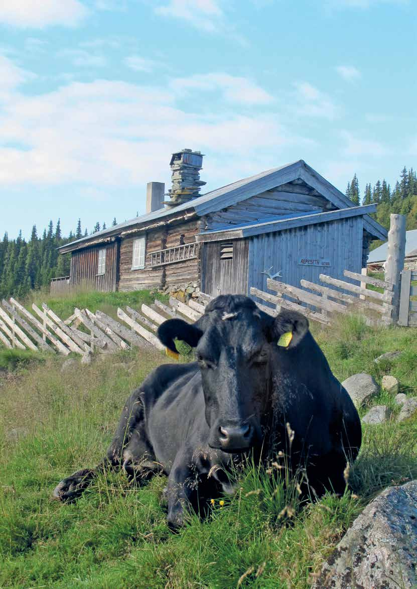 Figur 18: Andel besetninger som registrer helsekortdata i Storfekjøttkontrollen % av besetninger 14 12 1 8 6 4 2 Besetninger m/helseregistreringer 24 25 26 27 28 29 21 211 Det er sannsynlig at en