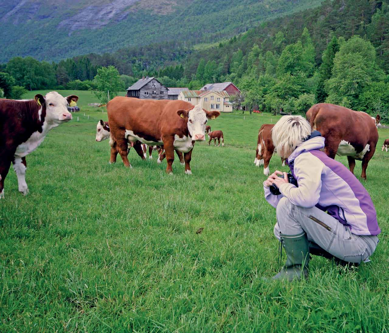 Begrep og definisjoner Ammeku Ku som går med en eller flere kalver til kalven(e) avvennes. Mordyr Hunndyr som er registrert med minimum én kalving innen 31.