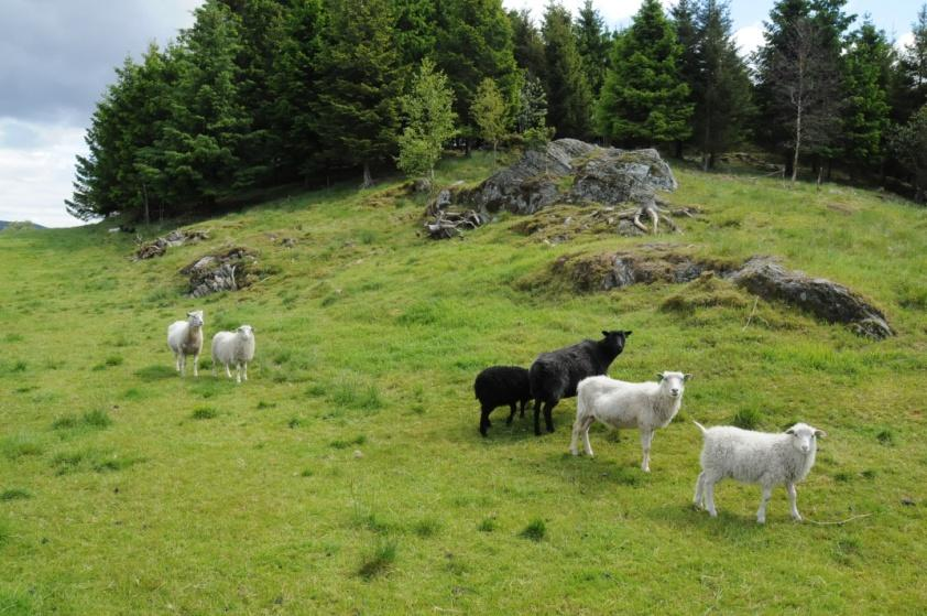 Spørreundersøkelse Om gjennomføring og erfaringer