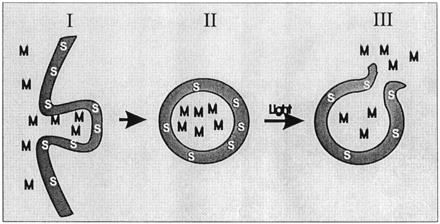 1 INNLEDNING der reseptor-bunnede ligander tas opp, adsorptiv endocytose der en forbindelse fester seg uspesifikk til plasmamembranen og endocytoseres og fagocytose endocytering av større partikler