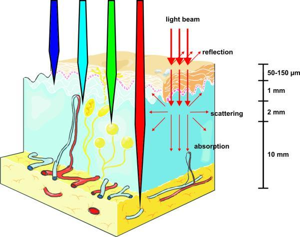 1 INNLEDNING Figur 4: Lysgjennomtrengeligheten i hud: Blått lys med en bølgelengde på ca. 500 nm penetrerer minst effektiv gjennom hud, mens dyp-rødt lys med en bølgelengde på ca.