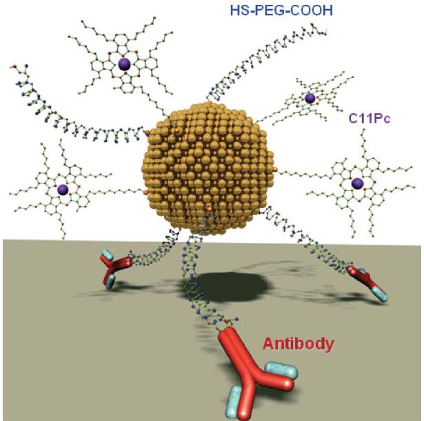 1 INNLEDNING Figur 6: Multifunksjonell gull nanopartikkel: Det er vist at nanopartikkel konjugater kan bli brukt til spesifikk målrettet levering og deretter fotodynamisk ødeleggelse av