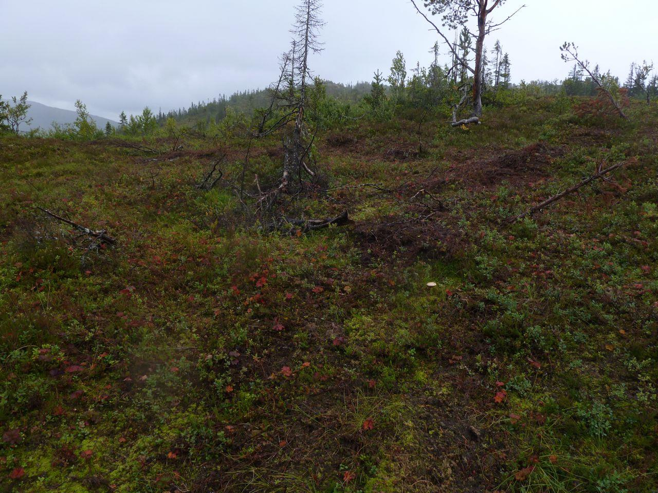 PLANBESKRIVELSE MED KONSEKVENSUTREDNING 37 (59) Figur 21 Noe mer glissen, men samtidig litt mer lauvrik skog i den nordøstre delen av utredningsområdet.