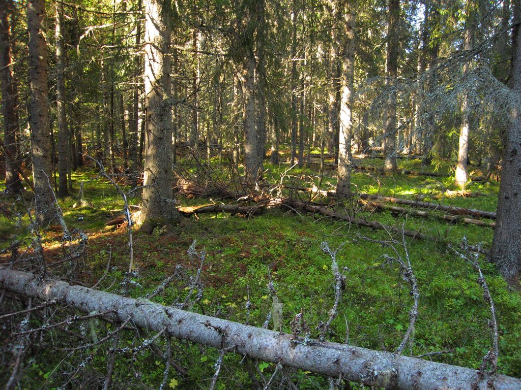 Bilder fra området Spjeldåa Eldre grantrær mellom Åsta og bergvegg i kj.omr. 1 Foto: Jon T. Klepsland Uthogd sidedal til Spjeldåa-dalen. Kj.omr. 3 til vesntre. Foto: Jon T. Klepsland Frodig gråor-heggeskog av flommarkstypen (kjerneområde 2).