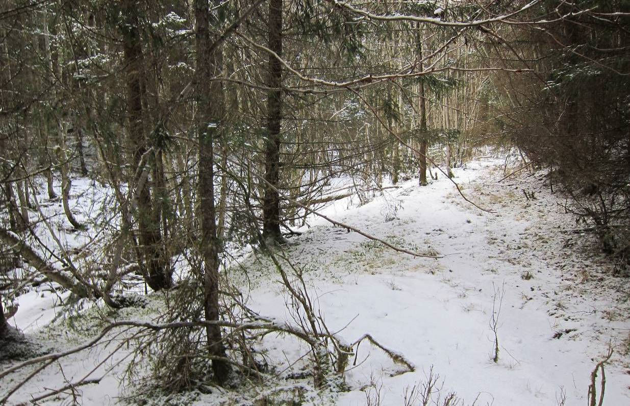 5 Dagens situasjon 5.1 Eksisterende forhold Det er i dag skogsgrunn med høy og middels bonitet, samt noe fjell i dagen, se over.