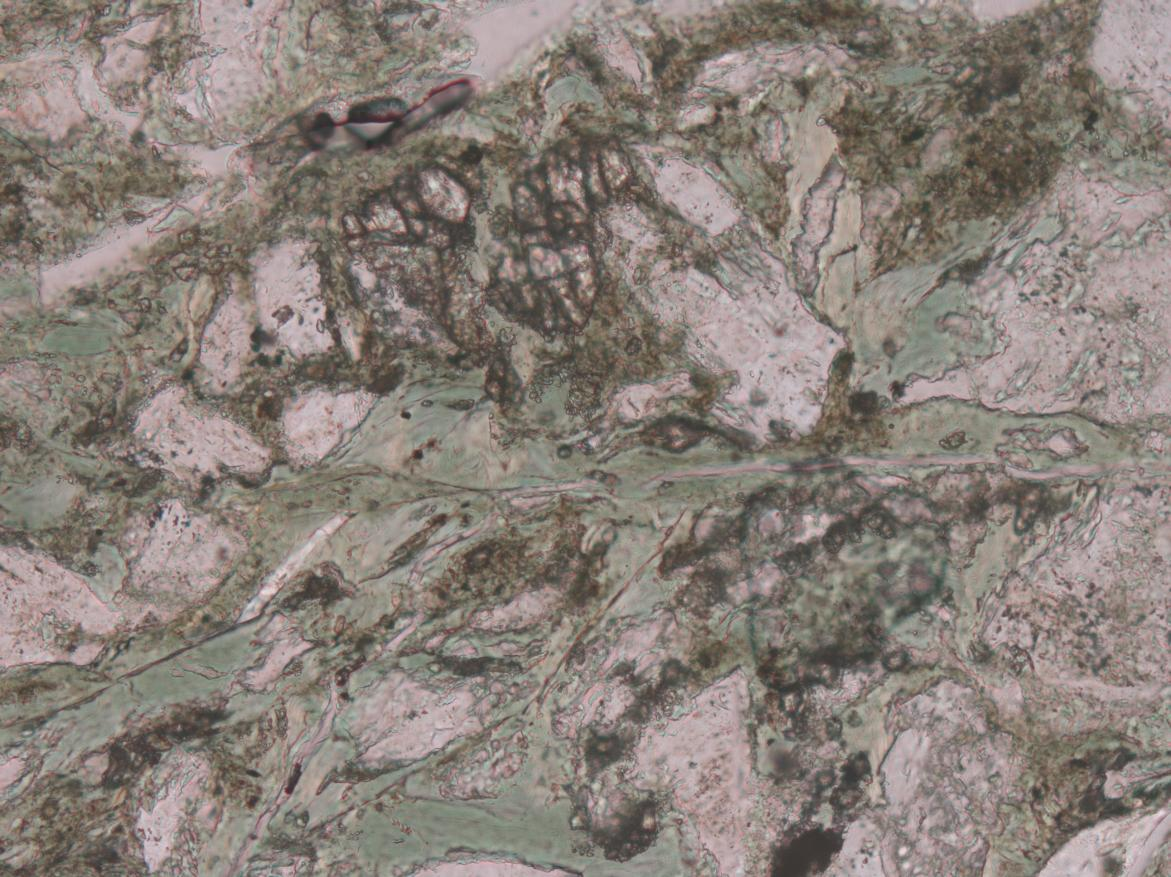 Figure 6.7. Calcite fills thin veinlets and discrete, localised dilated volumes of the rock. Figure 6.8. Chlorite and epidote are abundant.