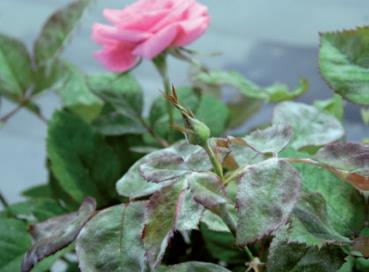 Rapporter 2016/45 Bruk av plantevernmidler i veksthus i 2015 Figur 5.11 Mjøldogg på roser bekjempes med ulike soppmidler. Foto: Erling Fløistad.