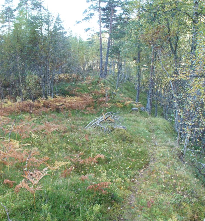 Som det fremgår av overstående bilder, er det over lengre strekninger vegetasjon tett inn til vegen som ikke vil bli berørt av planene.