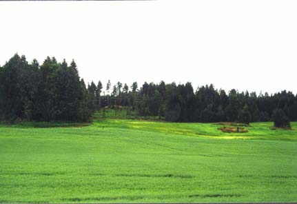 Grunnforholdene Hvordan er grunnforholdene der stolpene står? Dyrket mark? Asfalt og betong inntil stolpen?