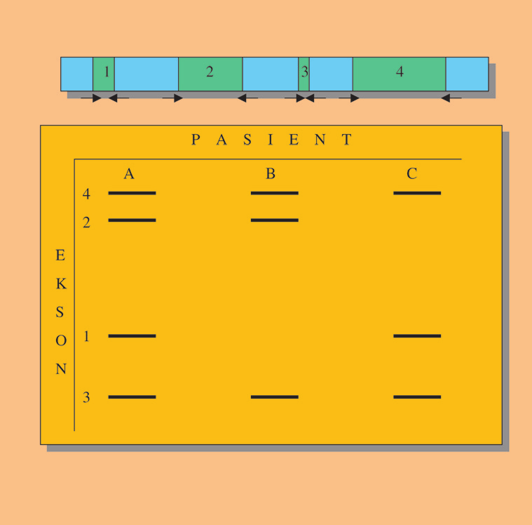 Figur 4: Southern blot. Teknikken tillater deteksjon av et spesifikt, genomisk DNA-fragment (gen x) i en blanding av millioner av DNA-fragmenter.