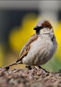 Økologiske og genetiske prosesser i naturlige bestander 140 Antall voksne individer 120 100 80 60 40 0 1994 1996 1998 2000 2002 2004 2006 År Dr.