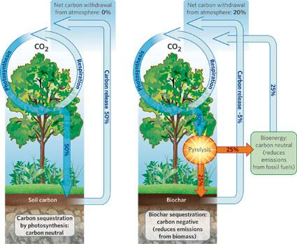 Carbon Dioxide Reduction: Øke opptak i biosfære og hav Plante trær: Trær binder CO2 jo mer trevekst, jo mer CO2 ut av luften.