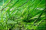 Kriterier for å sette miljøtilstand Biologiske kvalitetselement VASSDRAG Planteplankton Bunndyr Begroingsalger Vannplanter Fisk