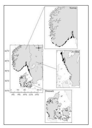 Status Stillehavsøsters er ikke systematisk kartlagt, men noen hundre lokaliteter er foreløpig registrert i Norge fra Østfold til Møre og Romsdal.