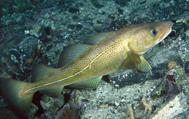 Lovens hovedgrep verneområder, prioriterte arter naturmangfoldloven utvalgte naturtyper, forvaltningsprinsippet for arter, regulering av fremmede organismer, kvalitetsnorm