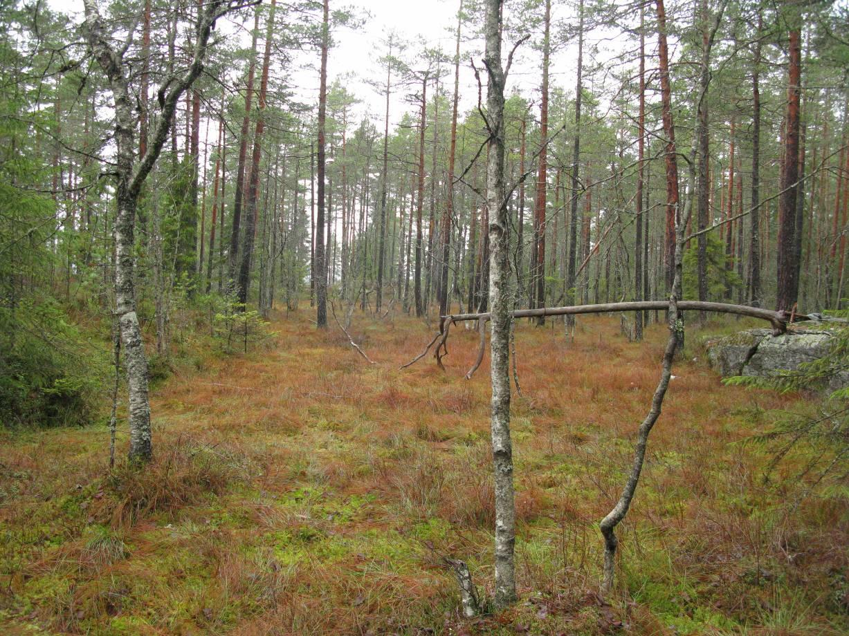 Myrfuruskog (figur 5) Denne typen (NiN: våtmarkssystemer: flommyr, myrkant og myrskogsmark: ombrogen myrkant) dekker også ganske mye areal, først og fremst i en sone øst for Langmyra.