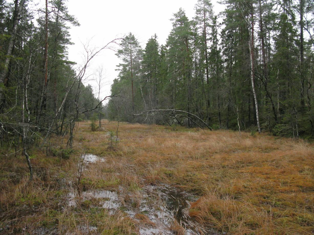 Figur 6. Langmyra, sentrale del, fotografert mot sør (Foto: E.B.) Naturtypelok.