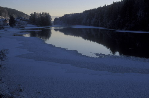 Ved Hen nord for Hensfossen i Ringerike er det alltid noen vannfugler under vintertellingene. Den 9.1.