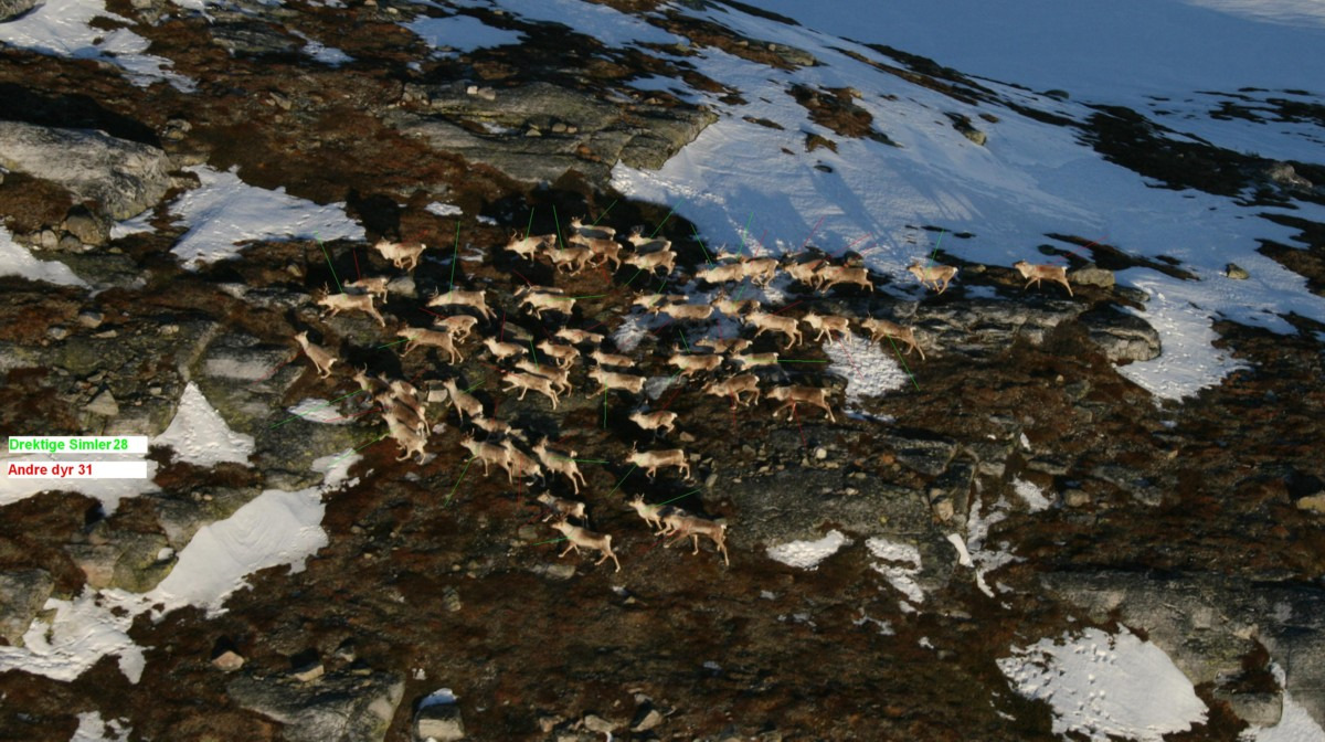 Stammens utvikling i planperioden 2004-2009 26.3.07 Åkliområdet. Totalt 59 dyr. 24-28 simler som har horn. Dvs. skal kalve i år.