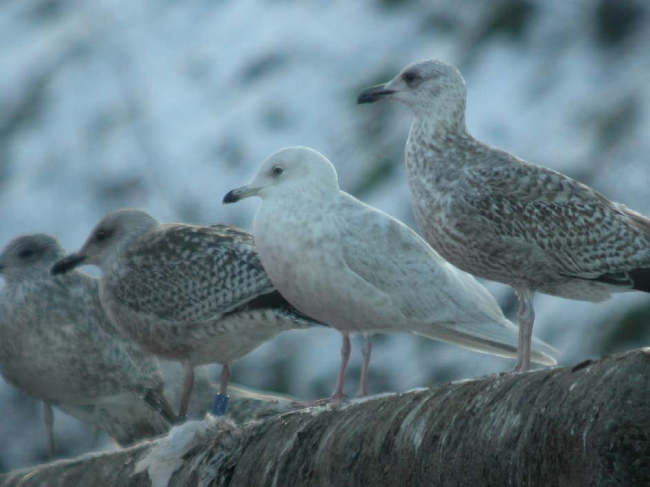 Polarmåke Larus hyperboreus Status: Svært sjelden vintergjest til vassdraget, som ses sammen med andre stormåker langs Drammenselva.