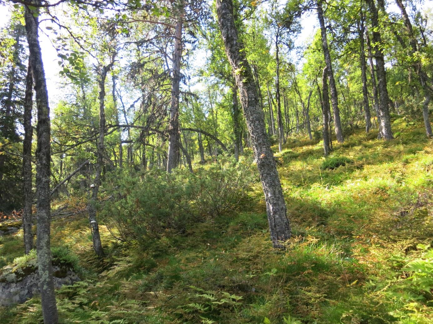 Biologisk mangfold Områdereguleringsplan for Øvre Uvdal reiselivsområde 31 mindre bekker er det høgstaudebjørkeskog, men vegetasjonstypen er arealmessig lite utbredt.
