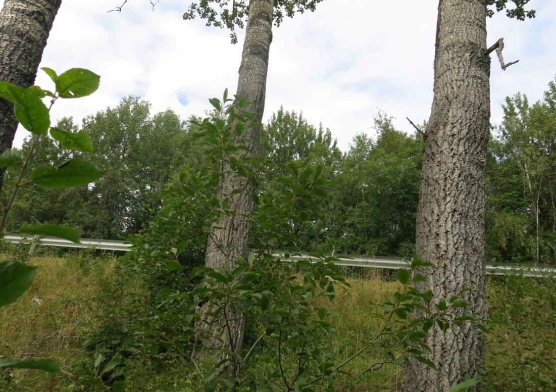 Skogen er gjennomgående så mørk at karplantefloraen var fattig og dominert av få arter