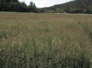 Denne ellers meget fine frøenga av Knut engrapp i Vestfold har sannsynligvis fått en trøkk av frosten i slutten av mai.