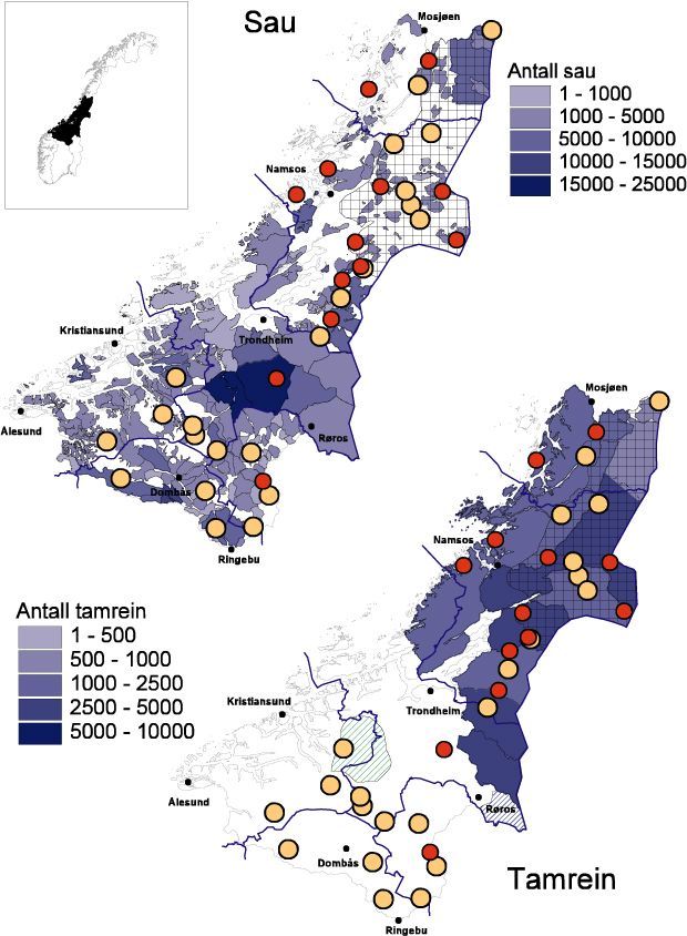 Figur 6-15: Dagens forekomst av rovdyr, sau og tamrein i region 4. Bare sau fra brukere som er medlem i ordningen «organisert beitebruk» er representert.