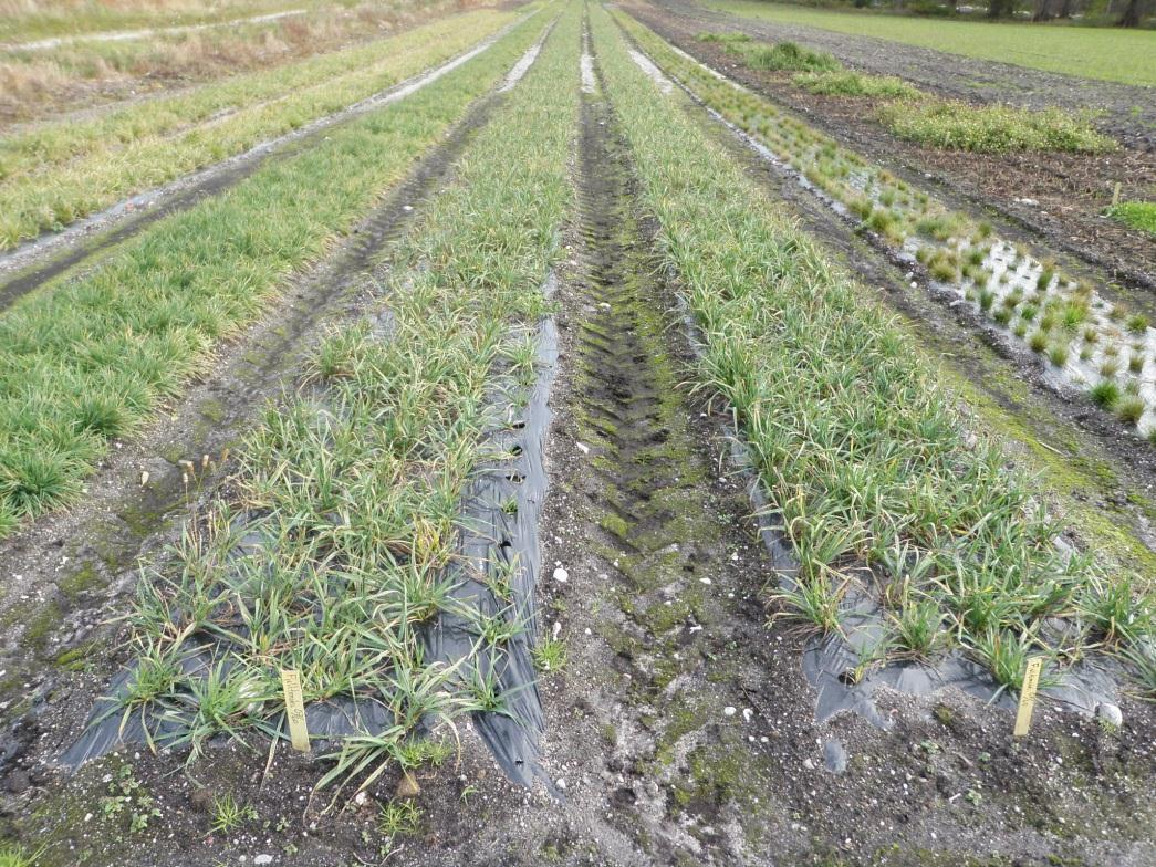 Etablering av nye første generasjons oppformeringsfelt i 2010 På grunn av Styringsgruppas vedtak om å forlenge prosjektperioden til og med 2011 ble det anlagt nye plastfelt på Landvik også i 2010