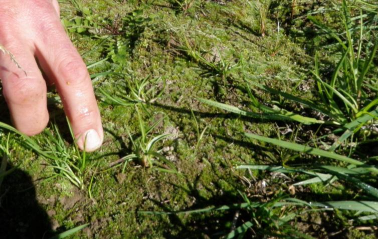 Diskusjon og foreløpig konklusjon Forsøksfeltene hos Jon Sæland og Tronn Kløcker bekrefter at fjelltimotei er krevende med hensyn til ugrasbekjempelse.