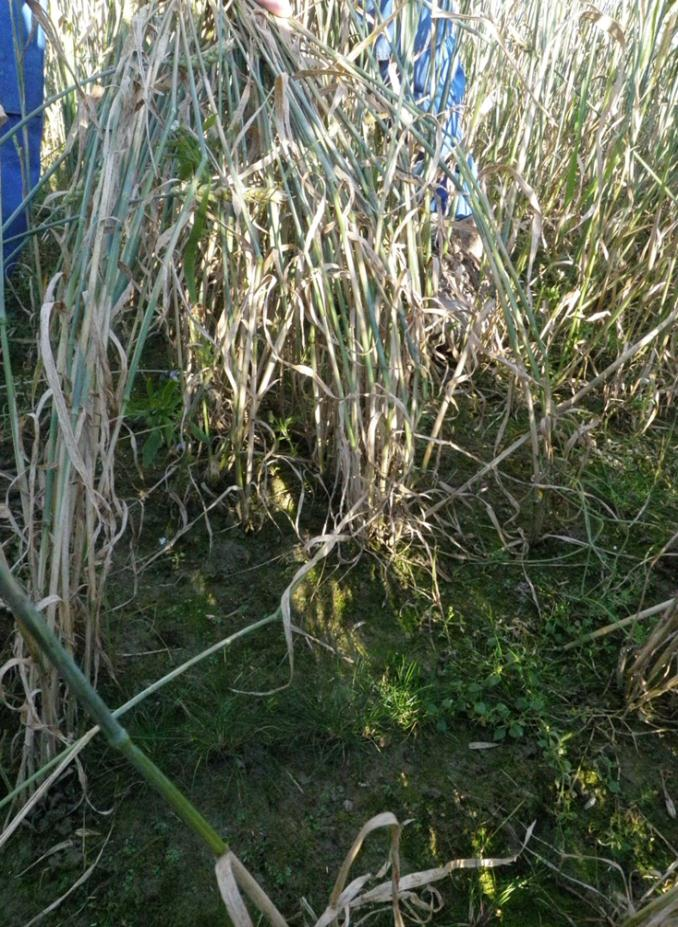 Bilde 16 a,b. Gjenleggsåkeren i ledd 3 var rimelig tynn etter såing av 5 kg hvete den 20.juni, men hveten skygget likevel for de små sauesvingelplantene.