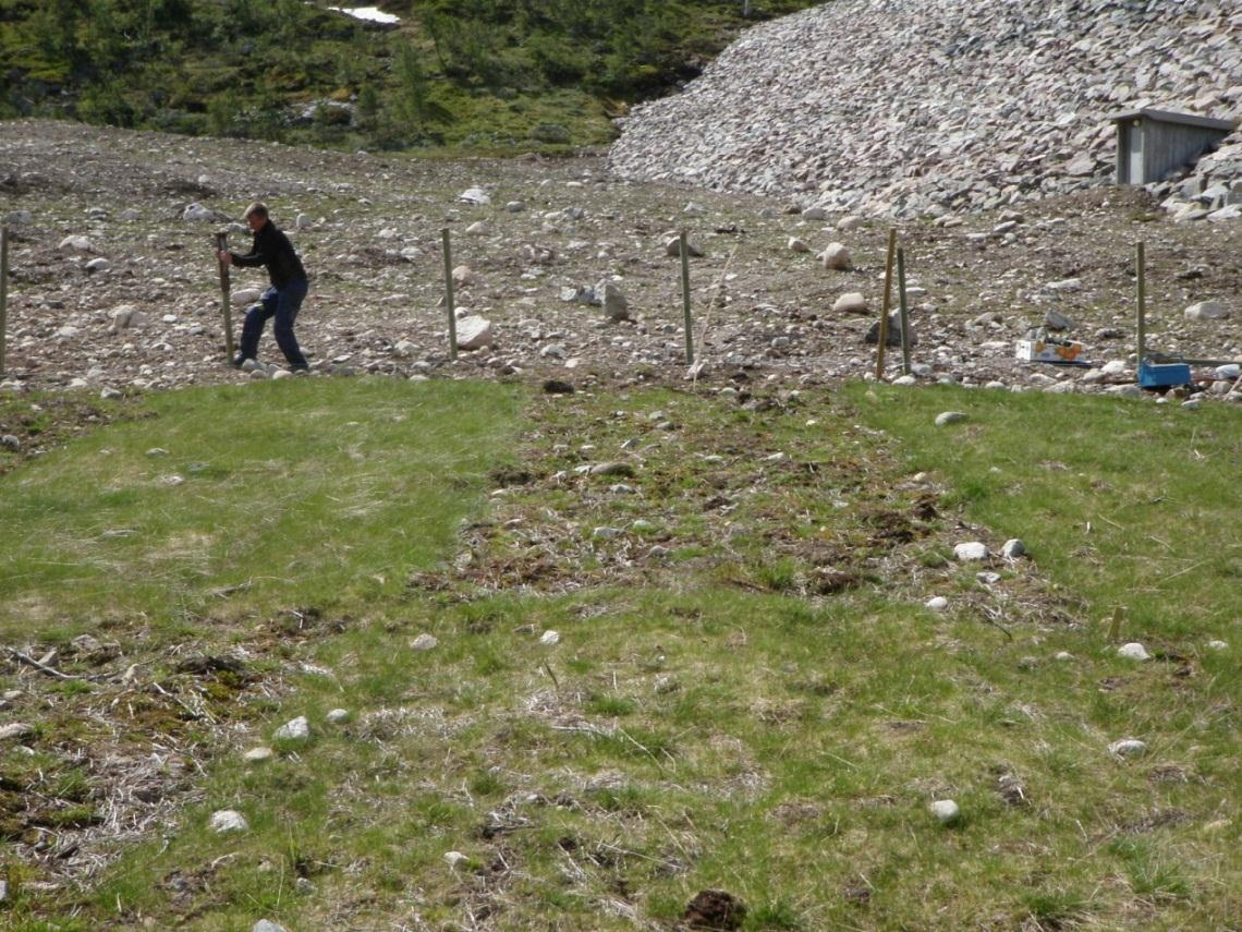 å hindre sporadisk beiting, men 25.juni 2010 ble det satt opp et kraftigere og mer permanent gjerde som holdt sauen ute (Bilde 20). Dekningsprosent på de ulike rutene er så langt bedømt 19.aug.