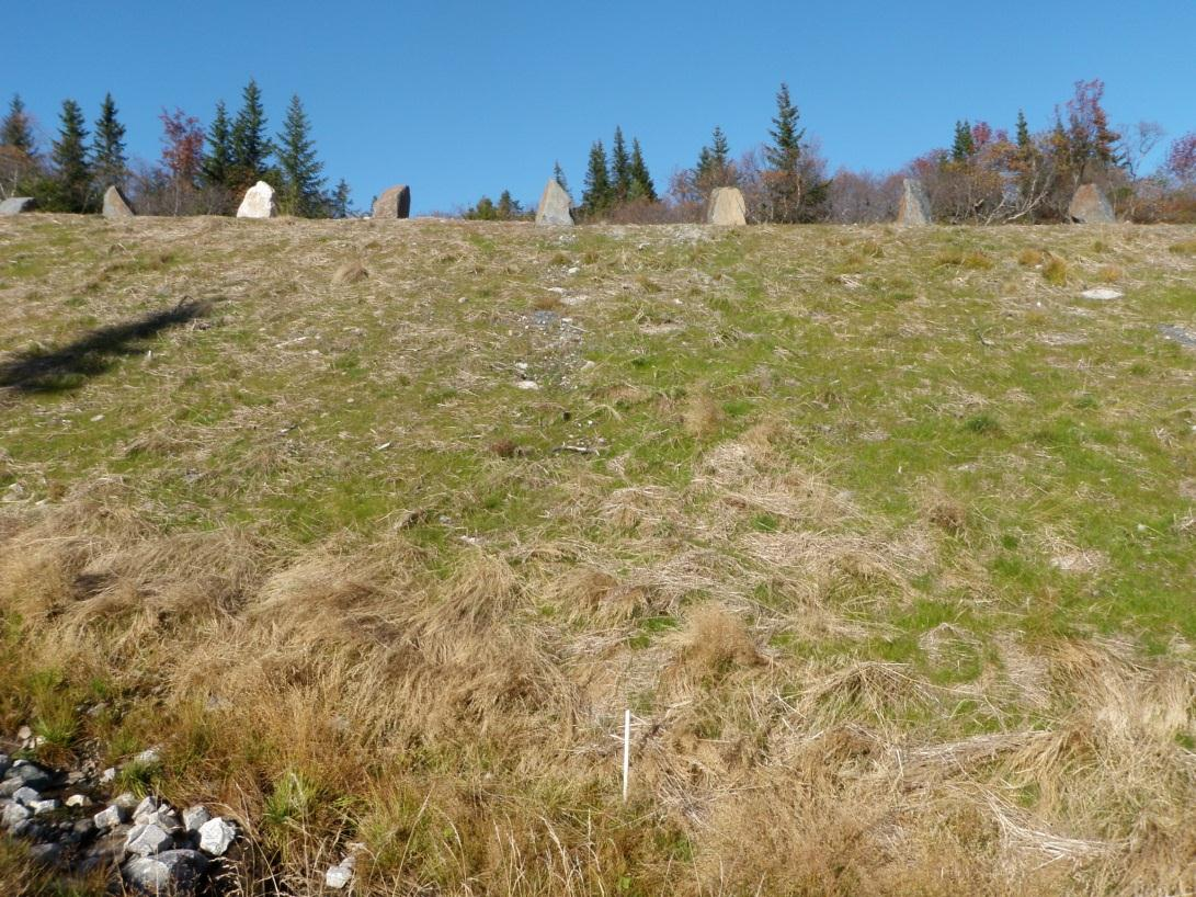 Det ble ikke foretatt botanisk analyse, men på storruta med organisk jord var det klar forskjell i utseendet av ruter sådd med norsk og utenlandsk frø. Bilde 33.