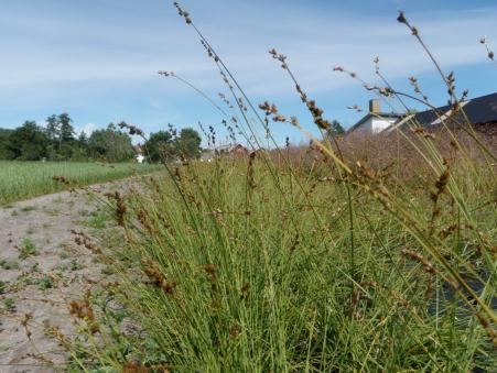 Oppformering av innsamlet materiale, 2010 Første generasjons frøfelt etablert ved utplanting i 2007-2009 og frøhøsta i 2010 I 2010 høsta vi til sammen 25 første generasjons oppformeringsfelt etablert