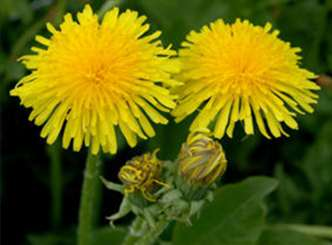 Løvetann ( Taraxacum