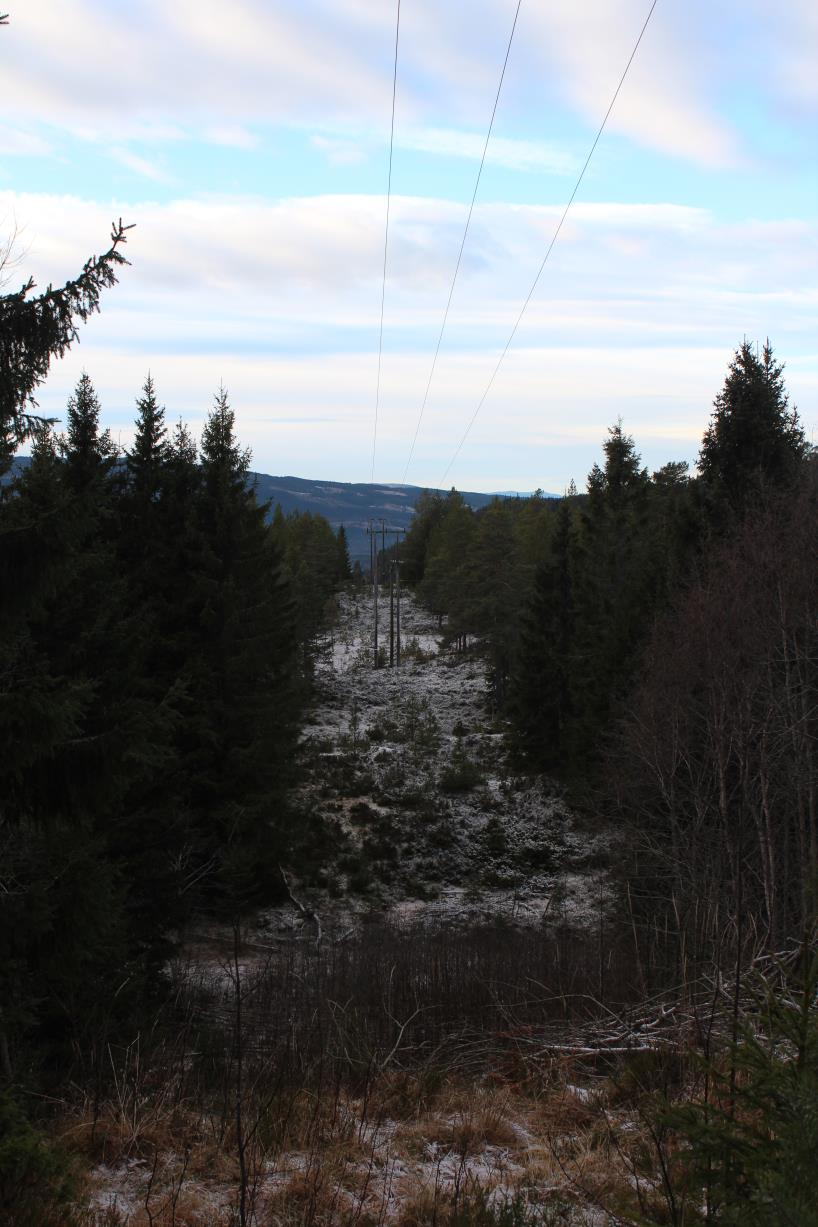 Foto 2: Østre del av traseen. Lok. 173747 ligger ned i dalsøkket. Sett mot vest.