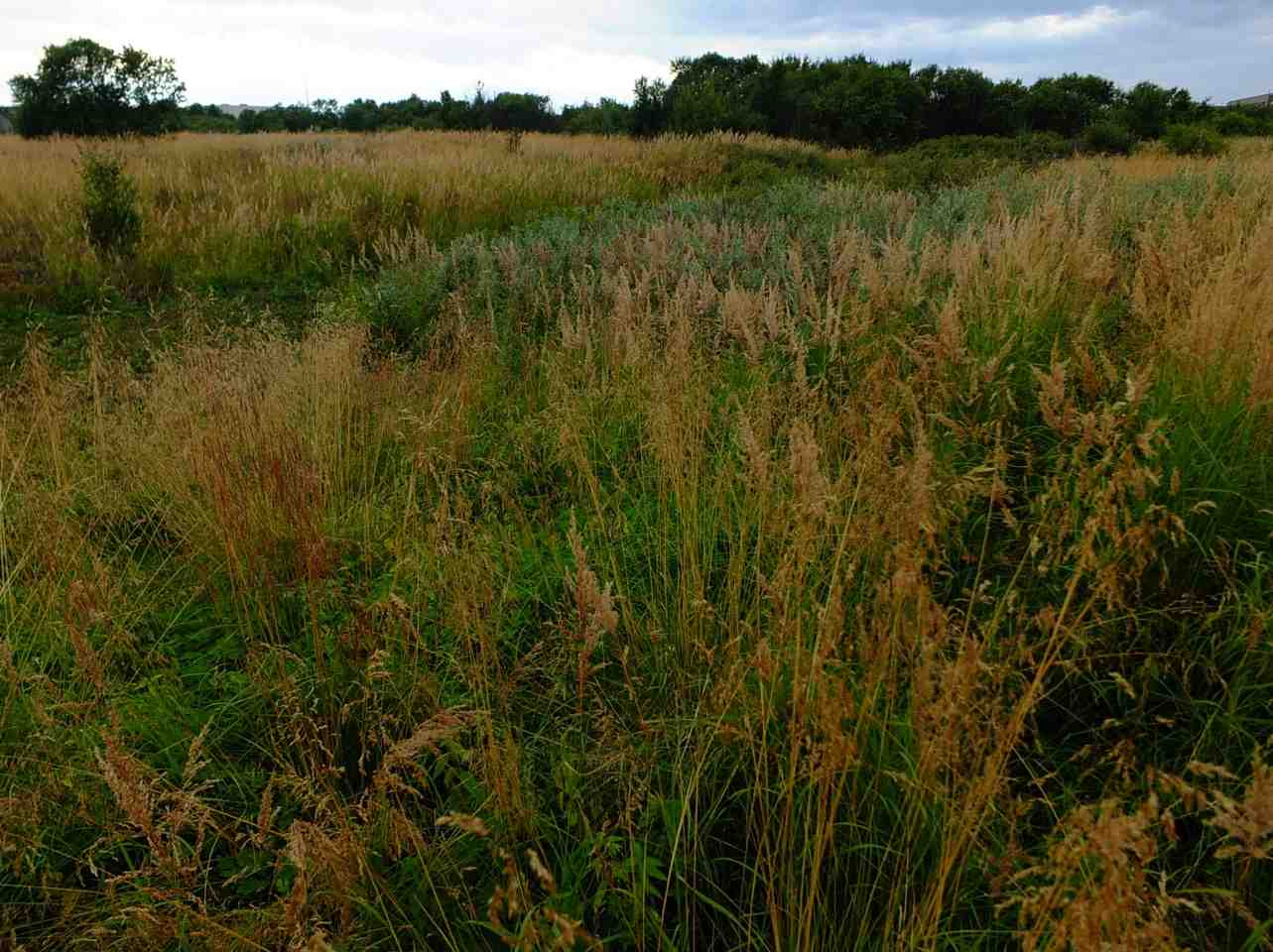 crassifolia), engsyre (Rumex acetosa) og høymole (Rumex longifolius). I tilknytning til grøftene er det også mye hvit nyserot (Veratrum album).