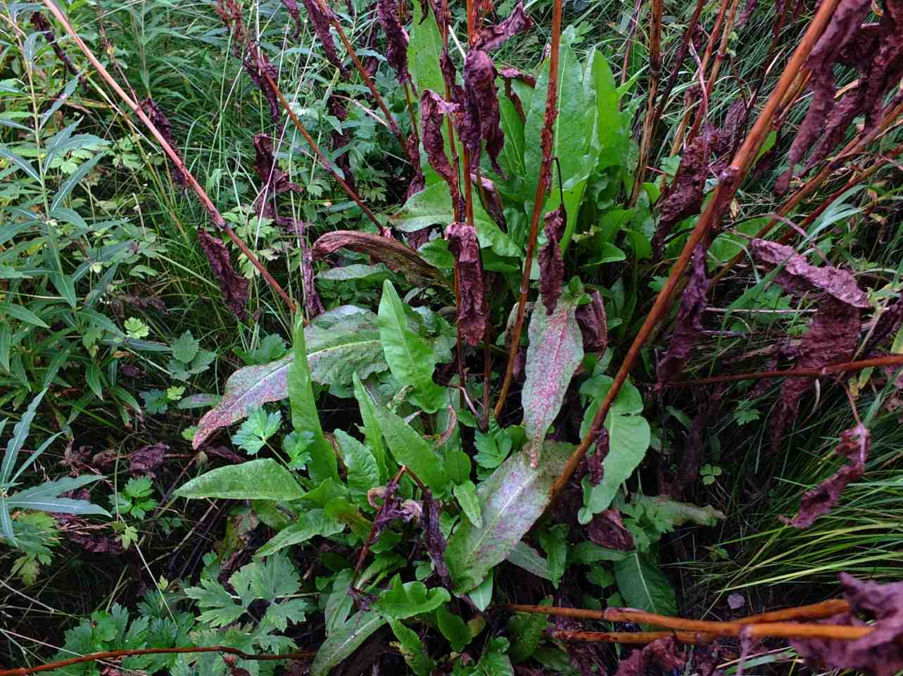 Figur 6. Høymole, geitrams og krypsoleie er nitrogenelskende arter som er typisk for slåttemarker og beitemarker i gjengroing. Foto: Geir Arnesen. 6.3 Rødlistede arter og naturtyper Karplantearten finnstjerneblom (VU) vokser i relativt store menger i mange deler av planområdet.