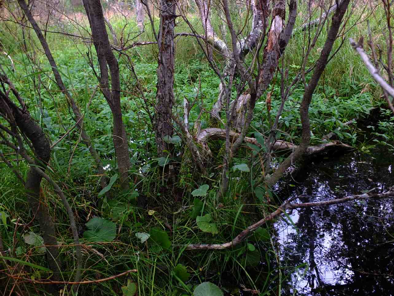 kildemark i planområdet. Figur 11.